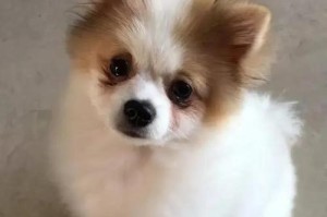 一只博美处理价要50000块，网友质疑卖家想钱想疯了（品相不错，但卖5万？网友对高价提出质疑）