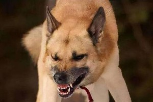 探秘狗狗喜欢叫的原因（了解狗狗叫声背后的含义与需求）