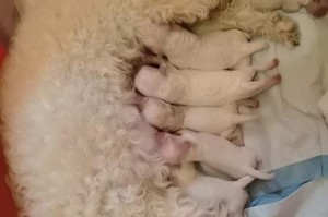 比熊的生长期与饲养注意事项（为您详解比熊的成长过程以及正确饲养方法）