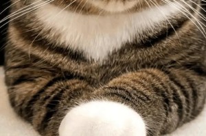 揭秘猫咪为何不爱走寻常路（三点影响使猫咪酷爱乱跑乱窜）