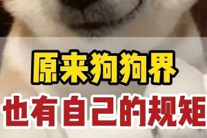 狗界体味最轻的几种狗及饲养建议（选择宠物犬时考虑体味因素/如何减少狗狗的体味问题）