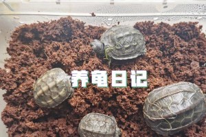 乌龟的冬眠时间与地区差异（揭秘乌龟冬眠的奥秘及不同地区的冬眠时间表）