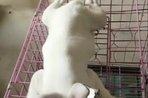 裁耳后的绑耳时机与注意事项（探寻适合绑耳的最佳时间及必要的预防措施）