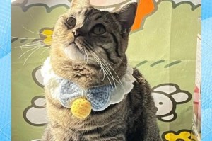 猫咪四肢无力的原因及预防措施（探寻猫咪四肢无力的病因，如何保护爱宠免受伤害）