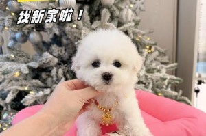 比熊犬的疫苗接种时间表（了解比熊犬打疫苗的最佳时机及注意事项）