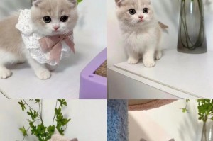 月均300也能养出可爱的小猫咪