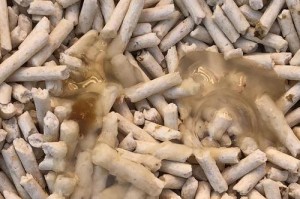 猫拉屎的颜色是什么？（揭秘猫拉屎的颜色与健康关系）