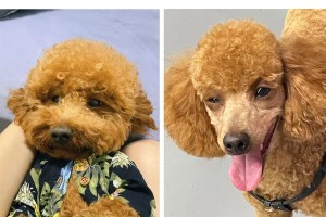 泰迪犬的游泳时间（揭秘泰迪犬的游泳时长和注意事项）