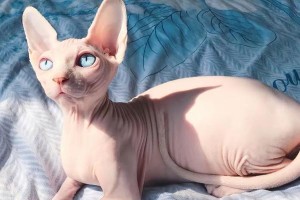 公猫的特点与魅力（探秘公猫的性格、行为和社交特征）