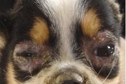 犬瘟晚期的主要症状及其危害（了解犬瘟晚期症状，保护你的爱犬健康）