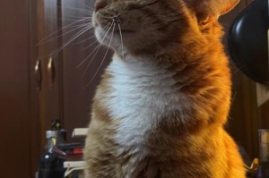 猫咪绝育的重要性及费用（绝育的好处和费用一览）