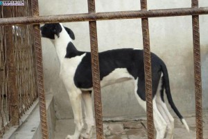 格力犬的性格特征及价格解析