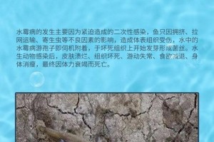 观赏鱼水霉病的原因及根治难度剖析（探究观赏鱼患上水霉病的原因及其根治难度）