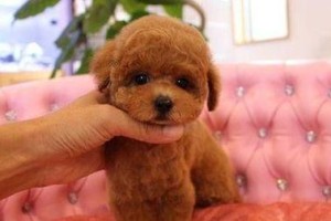 泰迪犬的性格特点（温顺可爱的宠物伴侣）