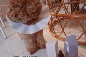 泰迪狗美容的频率与方法（打造迷人毛发，关键在于定期美容）