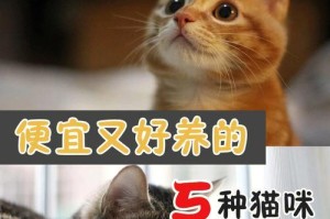 国产猫咪（探索国产猫咪的魅力，你最喜欢哪一种？）