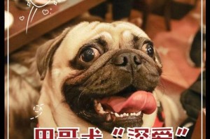 常见狗狗价格公布，了解你的理想伴侣所需的预算（二十种常见狗狗价格对比，为您选择合适的品种提供参考）