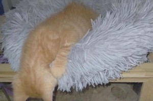 揭秘猫咪喜欢咬人的原因（探究猫咪咬人行为背后的动机）