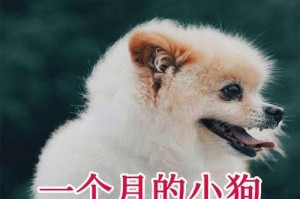 小狗发热怎么办？教你正确选择治疗药物（小狗发热需要用药吗？如何正确选择药物进行治疗）