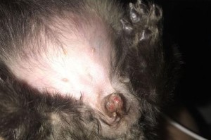 狗狗阴茎外露的原因及治疗方法（狗狗阴茎外露可能导致的健康问题及如何保护宠物健康）