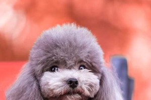 泰迪犬价格及影响因素分析（泰迪犬的价格受什么因素影响？一只泰迪犬的平均价格是多少？）