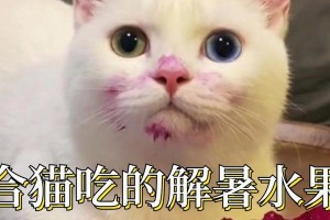 猫咪打针后饮食指南（宠物猫打完针后如何合理安排饮食？）
