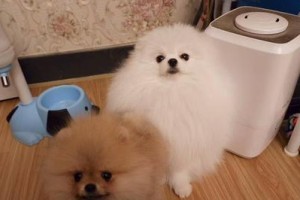 探秘博美犬——俊介（了解博美犬的品种特点和饲养知识）