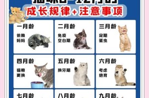 幼猫成熟的时间及其关键因素（了解幼猫成长的关键时期，帮助它们健康成长）