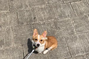 柯基犬体味重的原因及解决方法（探究柯基犬体味大的原因并提供有效解决方案）