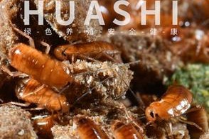 探究爬宠饲养中的多样活体饲料选择（揭秘宠物饲养的众多活体饲料及其用途）