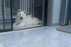 萨摩犬月经周期（了解萨摩犬月经周期的重要性及如何应对）