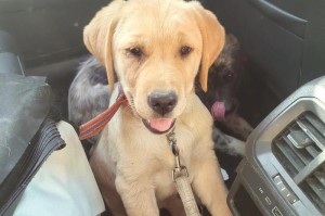 养一只拉布拉多犬的月花费（了解拉布拉多犬的养育成本与细节）