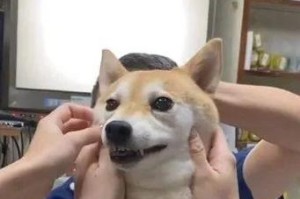 狗打了疫苗后会出现的反应（了解狗打疫苗后的常见反应及如何应对）