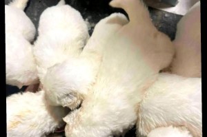 萨摩耶犬寿命之探究（揭秘萨摩耶犬的寿命长短及影响因素）