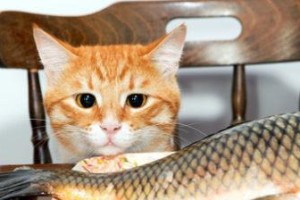 猫的最爱（揭秘猫咪对鱼的独特钟爱）