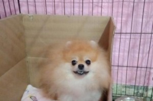 寻找最便宜的博美犬（探索博美犬市场中不同颜色的价格差异及原因分析）