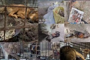 购买狗狗的注意事项（以狗场购买狗狗的要点）