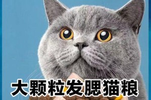 幼猫吃多久泡的猫粮才合适？（为幼猫提供适量的泡猫粮是关键）