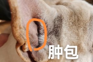 探索狗耳朵出现血迹的原因（探寻狗耳朵出现血迹的医学解释和预防方法）