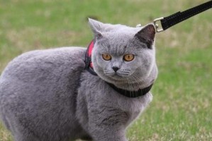 长须猫——华丽而神秘的陪伴动物（解密长须猫的魅力与特点）