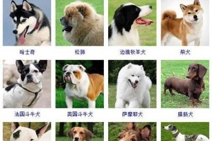 探索大狗世界（大狗品种的特点、历史和饲养知识一网打尽）