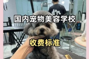 宠物美容院的全方位服务（满足宠物美容需求，让宠物更加迷人动人）