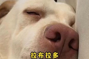 拉布拉多的睡眠需求与习惯（探究拉布拉多一晚上的睡眠时长及影响因素）