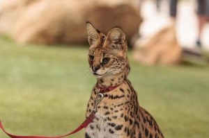 孟加拉豹猫（探寻孟加拉豹猫的起源与外貌魅力）