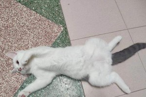 猫为什么会摇尾巴（探索猫摇尾巴的原因及意义）