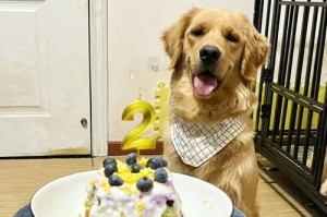 如何选择适合狗子过生日的蛋糕（注意！这些蛋糕千万不能给狗子们吃）
