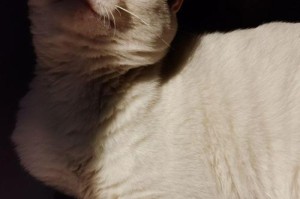 我心爱的宠物——豆豆（一只可爱的猫咪给我带来了无尽的快乐和陪伴）