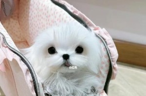 如何帮助你家胆子小的狗狗变得勇敢自信（克服恐惧，成为胆大的宠物伙伴）