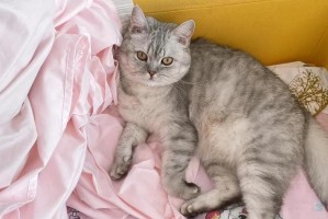 猫毛的危害及预防措施（了解猫毛对健康的影响，保护您和您家人的安全）