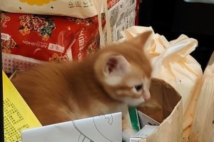 猫咪为什么不能喝牛奶？（解析猫咪喝牛奶的危害及原因）